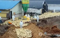 Thêm nhiều gia cầm chết do H5N8 tại Nhật Bản