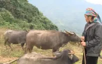 Nhiều địa phương vùng cao thiệt hại nặng sau đợt giá rét