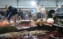Khánh Hòa: Khu giết mổ gia súc, gia cầm tập trung 15 năm vẫn chưa xong