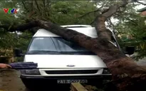 Lào Cai, Yên Bái: Giông lốc bất ngờ làm người chết, cây đổ, nhà tốc mái