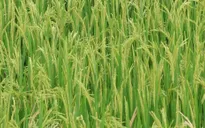 Nghiên cứu thành công 7 giống lúa chịu hạn mặn
