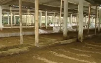 Khởi nghiệp từ mô hình nuôi giun quế giúp bảo vệ môi trường