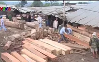 Đăk Nông đình chỉ công tác 4 cán bộ kiểm lâm trong vụ DN cất giấu gỗ lậu