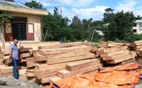 Thủ tướng yêu cầu điều tra vụ phá rừng pơ mu tại Quảng Nam