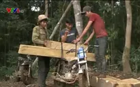 Kon Tum: Đã xác minh đối tượng phá rừng và vận chuyển gỗ trái phép