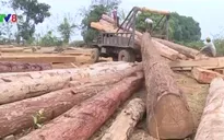 Đăk Nông: Bắt lượng lớn gỗ không rõ nguồn gốc trị giá hàng tỉ đồng