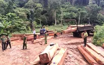 "Nóng" tình trạng vận chuyển gỗ trái phép ở miền Trung