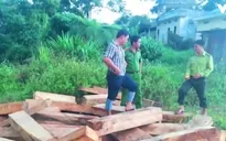 Hôm nay (25/8), họp báo công bố kết quả điều tra vụ phá rừng Pơ mu