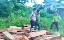 Vụ phá rừng pơ mu: Khẩn trương điều tra, không bao che