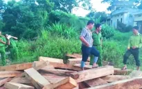 Vụ phá rừng pơ mu: Lập đoàn kiểm tra các cá nhân, tổ chức vi phạm