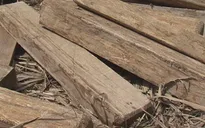 Phát hiện vụ vận chuyển gỗ trái phép tại Bà Rịa - Vũng Tàu