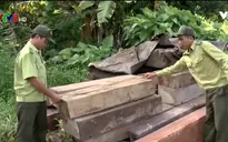 Khởi tố đối tượng chém kiểm lâm tại Quảng Nam