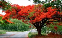 Ngắm vẻ đẹp nao lòng của đường hoa phượng dài nhất Việt Nam