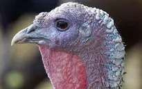 Cúm gia cầm H5N8 xuất hiện tại Thụy Điển