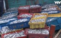 Ngư dân vùng biển Cẩm Nhượng - Hà Tĩnh vẫn ra khơi