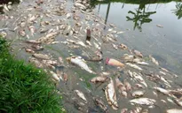 Hàng tấn cá chết trắng bè bất thường tại Đồng Nai