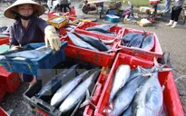 Cuối tháng 8 sẽ công bố kết quả xét nghiệm hải sản của 4 tỉnh miền Trung