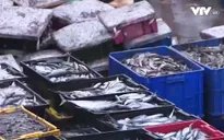 Tiêu thụ hải sản ở Hà Tĩnh tăng trở lại