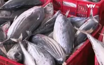 Truy xuất nguồn gốc - Gỡ "nút thắt" hải sản tồn kho