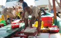 Cà Mau tháo gỡ khó khăn trong tiêu thụ hải sản cho ngư dân