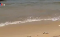 “Tuyệt đối không ăn hải sản chết do thủy triều đỏ”