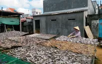 Ngư dân Bắc Trung Bộ phấn khởi với hướng xử lý hải sản tồn kho