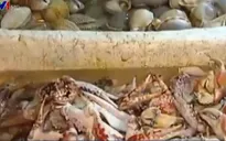 Vũng Tàu: 1/3 số mẫu hải sản dương tính với formol, hàn the