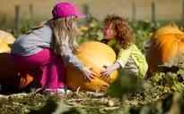 Mỹ: Kinh doanh bí ngô nở rộ mùa Halloween