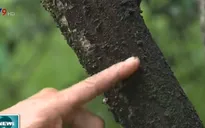 Nhà vườn Hậu Giang “thiệt đơn, thiệt kép” vì ô nhiễm lò hầm than