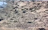 Hơn 10.000 ha đất lúa ở Khánh Hòa bị bỏ hoang
