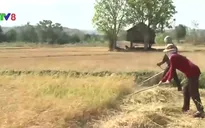 Gia Lai: Hạn hán ngày càng khốc liệt