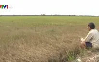 Xâm nhập mặn tấn công, ĐBSCL có nên trồng lúa bằng mọi giá?