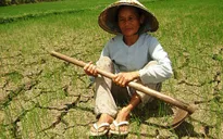 2016 - Năm nông nghiệp gặp khó