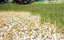 Phân vùng sản xuất – Giải pháp hạn chế thiệt hại do hạn hán