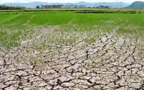 Vật vã chống hạn mặn, người dân nghèo mong tiền hỗ trợ chống thiên tai