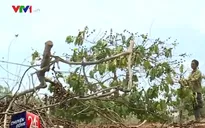 Mất trắng hàng vạn hecta cà phê ở Đắk Lắk do thiếu nước tưới