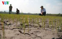 ĐBSCL chủ động ứng phó với hạn mặn