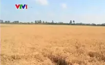 Tích cực triển khai giải pháp đảm bảo đời sống người dân vùng hạn mặn