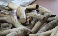 Xử lý nghiêm các hành vi xâm hại động vật hoang dã