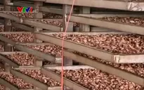 DN kiến nghị không chuyển giao công nghệ chế biến điều