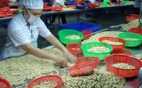 Bình Phước thiếu nguyên liệu để sản xuất điều