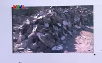 Ngàn tấn hàu đột ngột chết, người dân Bến Tre trắng tay