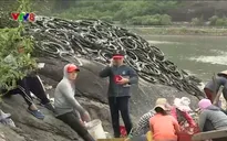 Đã có kết luận về việc nuôi hàu bằng lốp xe