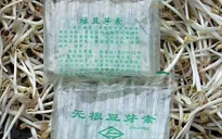 Phát hiện hàng nghìn ống hóa chất ở cơ sở giá đỗ