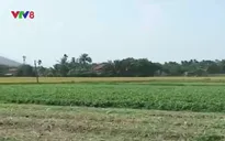Khánh Hòa dừng canh tác 2.000 ha lúa vụ Hè Thu
