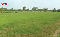 Hạn chế xuống giống vụ Hè Thu do nguy cơ thiếu nước ngọt