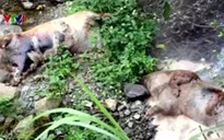 Cao Bằng: Thương lái vứt lợn chết gây ô nhiễm môi trường