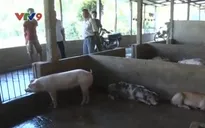 Tiền Giang: Bắt quả tang 2 cơ sở giết mổ heo lậu