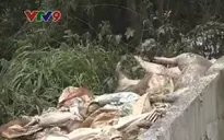 Hàng trăm con lợn phân hủy gây ô nhiễm sông Sài Gòn