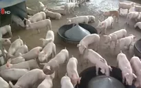 Bình Định: Giá heo giống tăng gấp đôi